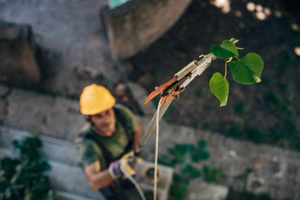 Best Storm Damage Tree Cleanup  in Colma, CA